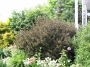 Weigela Florida Purpurea